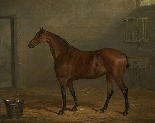 Mr Nuttall's Pony, 'Jenny', , Joseph Maiden
