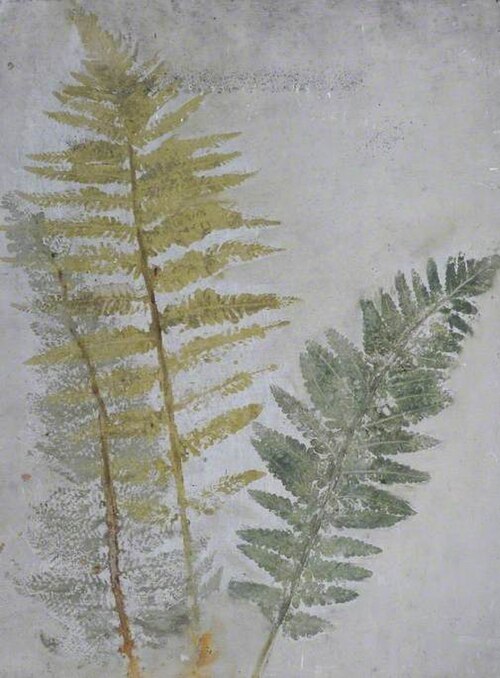 Sketch of Ferns, 1867, Joséphine Bowes