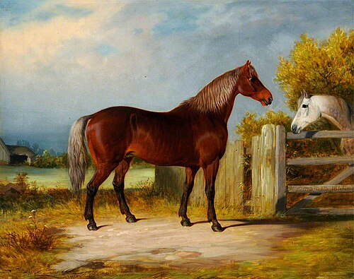 'Samson', Sire of 'Sally', 1841, William Malbon