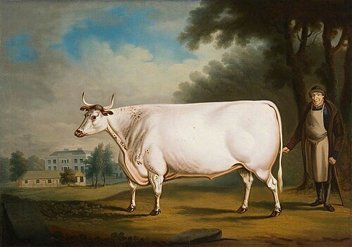 The White Ox of Nannau, 1824, Daniel Clowes