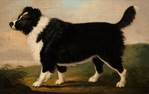 Newfoundland Dog, , Daniel Clowes