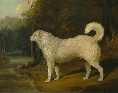 Portrait of a Dog, Ro, 1836, David Dalby