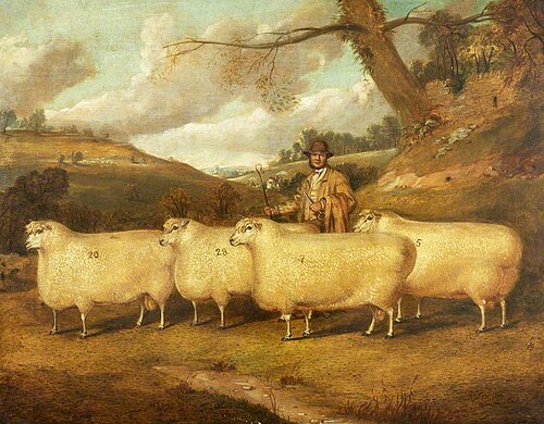 Mr Garne's Cotswold Sheep, Northleach, 1866, Richard Whitford