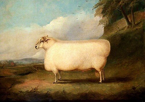 A Leicester Ram, 1859, Richard Whitford