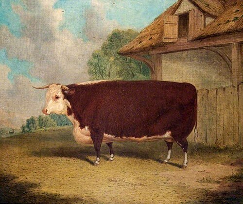 A Hereford Ox, 1865, Richard Whitford