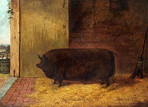 Prize Pig, Royal Agricultural Show, Cardiff, 1872, Richard Whitford