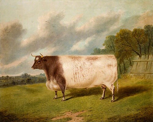 Bull, 'Champion', 1874, R. Whitford