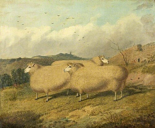 Cotswold Sheep, 1875, Richard Whitford