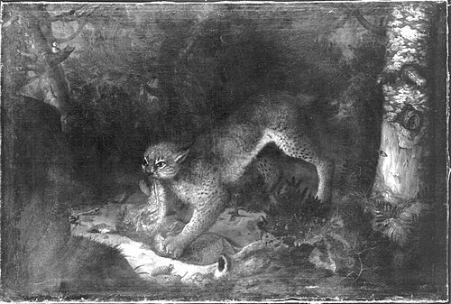 Luchs mit Beute, 1663, Franz Rösel von Rosenhof
