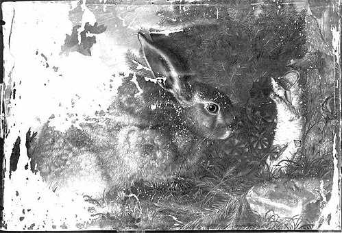 Ein Hase, 1663, Franz Rösel von Rosenhof