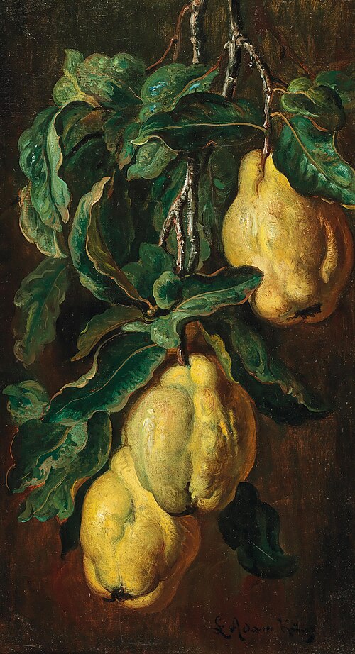 Quinces, , Ludwig Adam Kunz