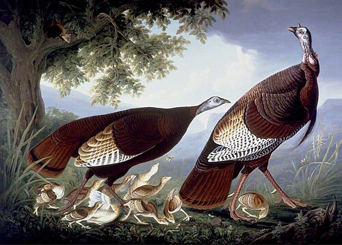 Family of Turkeys, 1835, Robert Havell
