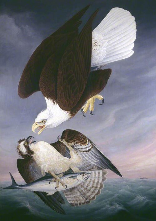 Hawk Attacked by an Eagle, 1835, Robert Havell