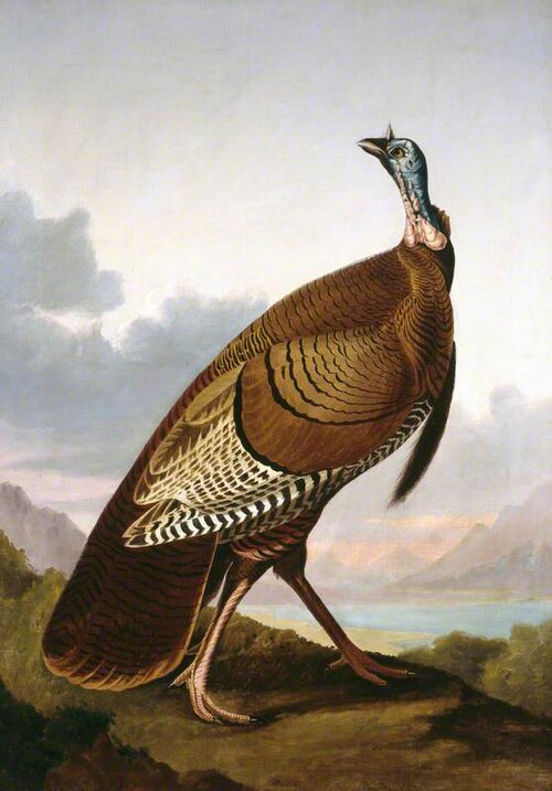 Turkey Cock, 1835, Robert Havell