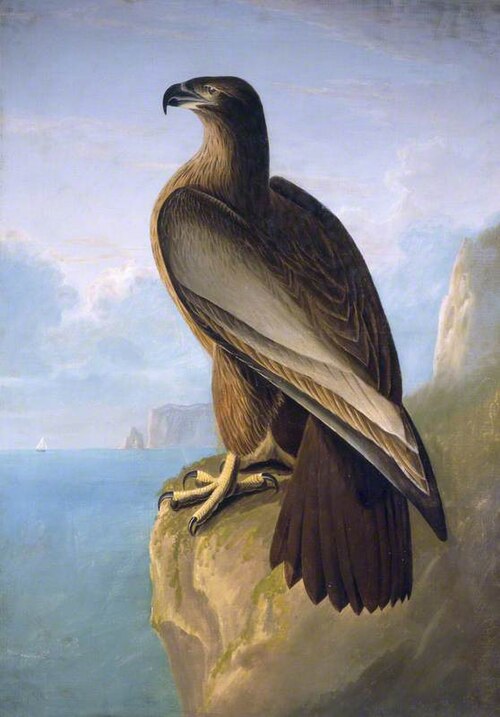 Bird of Washington, 1835, Robert Havell