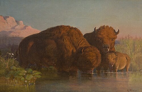 Buffalo Drinking, 1862, Karl Ferdinand Wimar