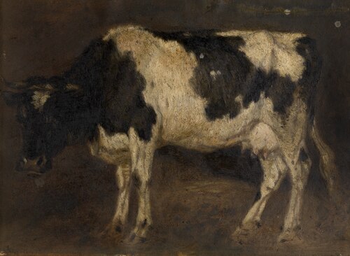 Cow, , André Plumot