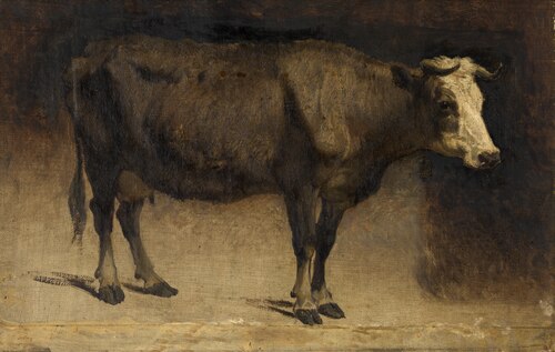 Cow, 1535, André Plumot