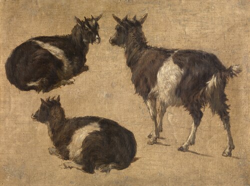 Goats, , André Plumot