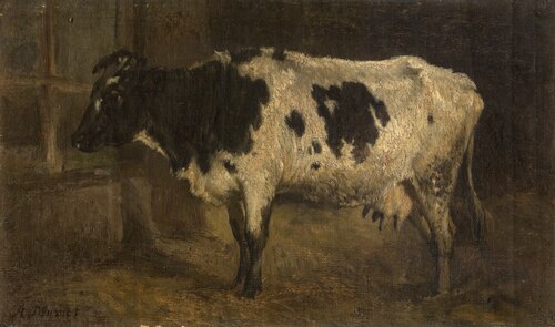 Cow, , André Plumot