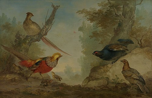 Pheasants, 1750, Aert Schouman