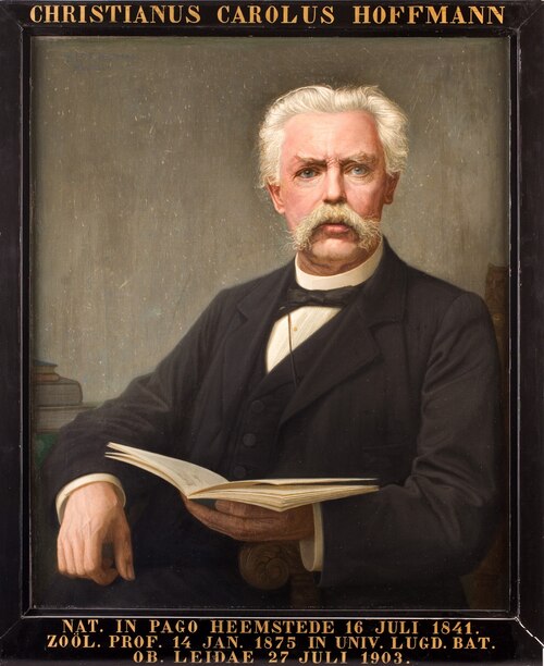 Portret van Christiaan Karel Hoffmann, hoogleraar Dierkunde te Leiden, 1908, Wilhelm Frederik Anton Pothast