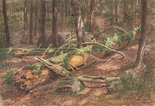 Forest Scene, 1912, I. Mower Martin