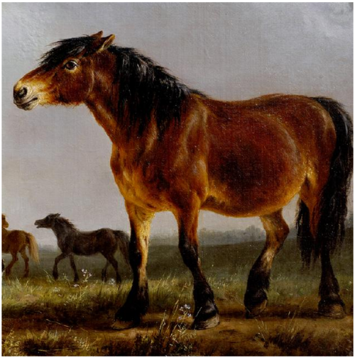 A horse, 1798, Balthasar Ommeganck