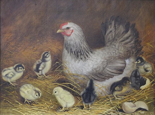 Hen with Baby Chicks, 1915, Ben Austrian