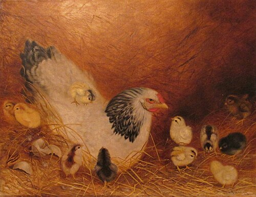 White Hen in Straw with 11 Chicks, 1912, Ben Austrian