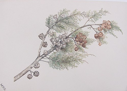 Cypress Bough, 1857, Mary Russell Smith