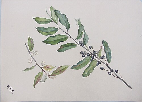 Cherry Laurel (Mock Orange) Bough, 1860, Mary Russell Smith