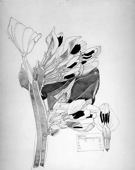 Black Bean, Walberswick, 1915, Charles Rennie Mackintosh