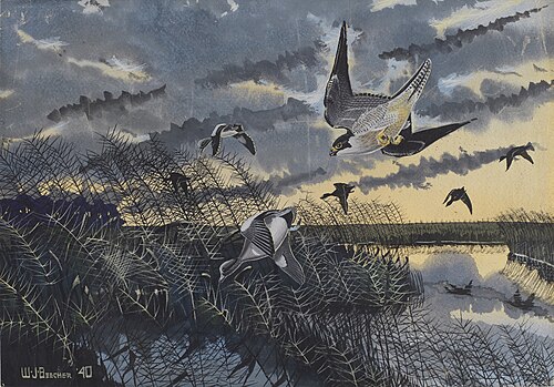 Duck Hawk after Widgeon, 1940, William J. Beecher