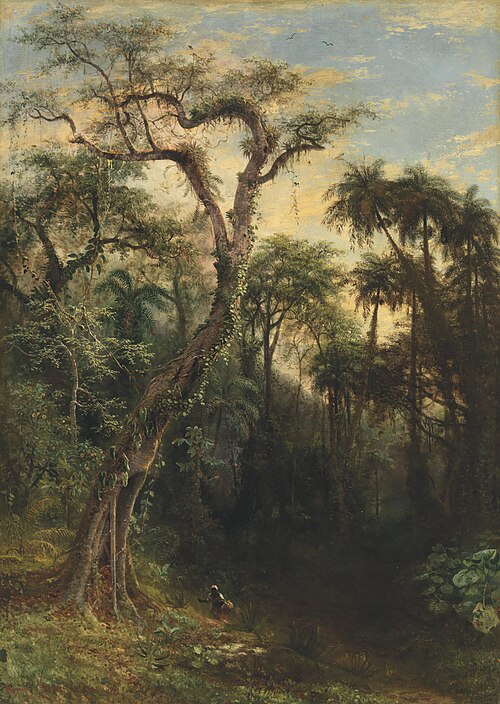 The Cuban Rainforest, , Henri Cleenewerck