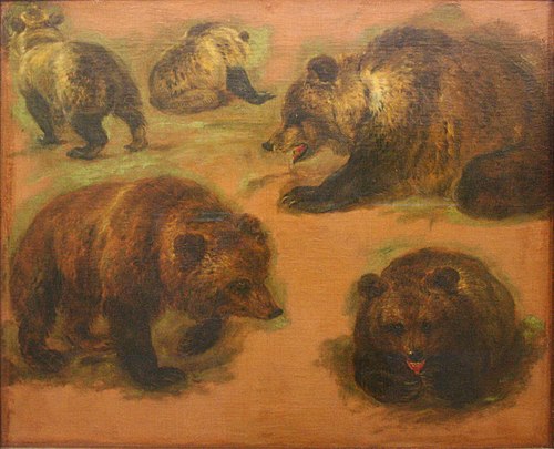 Etudes d'un ours brun, 1671, Pieter Boel