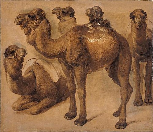 Dromadaires, 1669, Pieter Boel