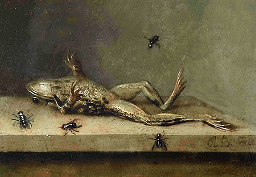 Dead Frog with Flies, 1630, Ambrosius Bosschaert le Jeune