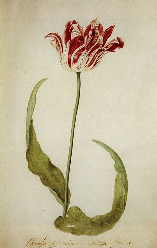Early Brabantson Tulip (folio 30), 1643, Judith Leyster