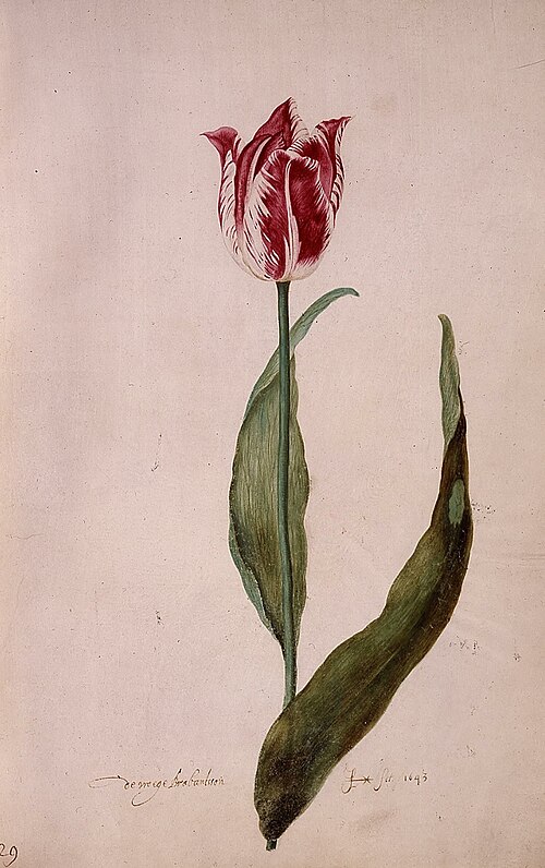 Early Brabantsson (folio 29), 1643, Judith Leyster