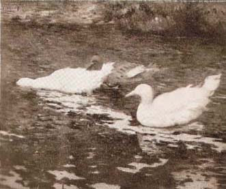 Patinhos - Estudo, 1897, Eliseu Visconti