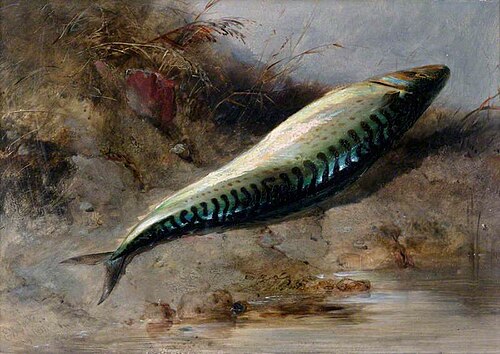 A Mackerel on the Seashore, 1837, Edward William Cooke
