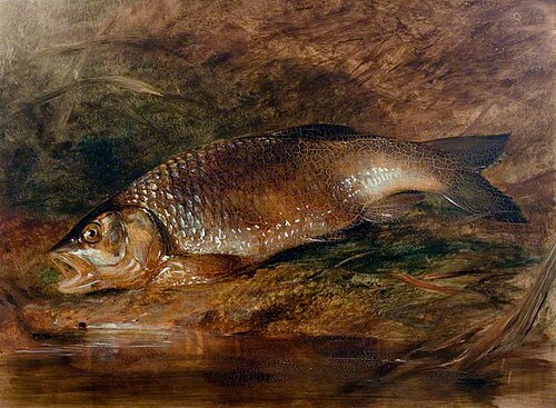 Chub, , Edward William Cooke