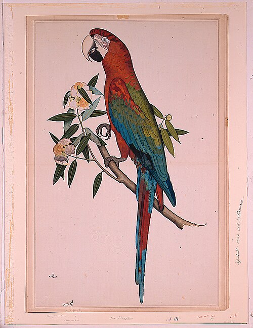 Ara chloroptère, 1780, Sheikh Zainuddin