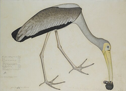 Study of a Stork, 1781, Sheikh Zainuddin
