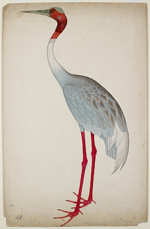 Sarus Crane (Grus antigone), 1780, Sheikh Zainuddin