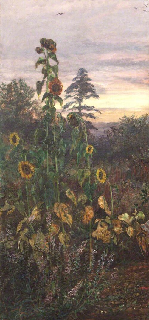 Study of Sunflowers, , Barbara Bodichon