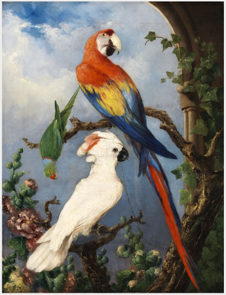 Paroquets, 1830, Edward Henry Murphy