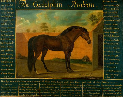 The Godolphin Arabian, 1750, Daniel Quigley