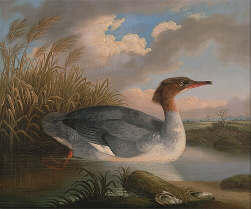 A Dun Diver (Goosander), 1817, Robert Wilkinson Padley
